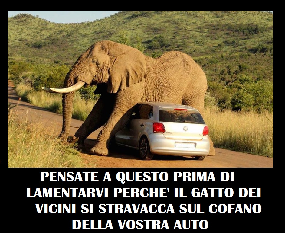 elefante sull'auto